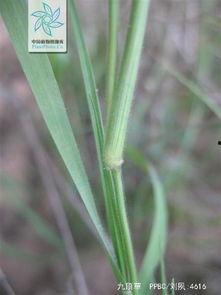 九九草国产视频,国产视频中的青春记忆与情感共鸣-第2张图片-动漫人妻H无码中文字幕