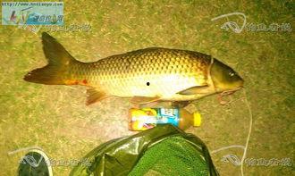 国产鱿鱼竿测评视频在线-第3张图片-动漫人妻H无码中文字幕