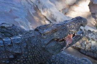 国产鳄鱼怎么养殖视频,视频揭秘养殖技巧与要点-第1张图片-动漫人妻H无码中文字幕