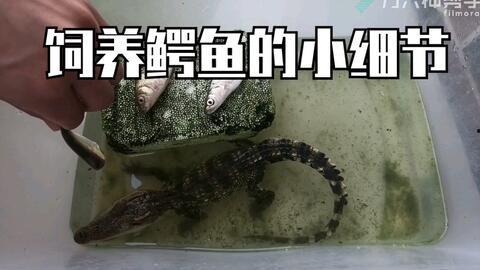 国产鳄鱼怎么养殖视频,视频揭秘养殖技巧与要点-第2张图片-动漫人妻H无码中文字幕