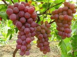 国产采摘葡萄机器视频,高效智能，引领农业现代化新篇章-第1张图片-动漫人妻H无码中文字幕