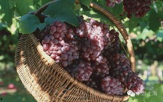 国产采摘葡萄机器视频,高效智能，引领农业现代化新篇章-第3张图片-动漫人妻H无码中文字幕