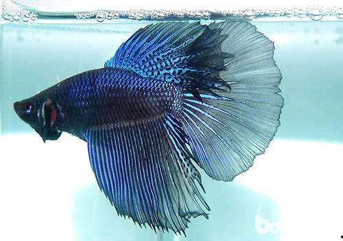 国产斗鱼怎么繁殖视频,跟随视频学习国产斗鱼繁殖技巧-第1张图片-动漫人妻H无码中文字幕