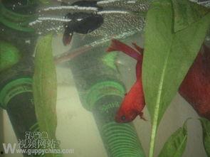 国产斗鱼怎么繁殖视频,跟随视频学习国产斗鱼繁殖技巧-第2张图片-动漫人妻H无码中文字幕