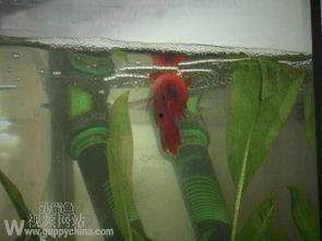 国产斗鱼怎么繁殖视频,跟随视频学习国产斗鱼繁殖技巧-第3张图片-动漫人妻H无码中文字幕