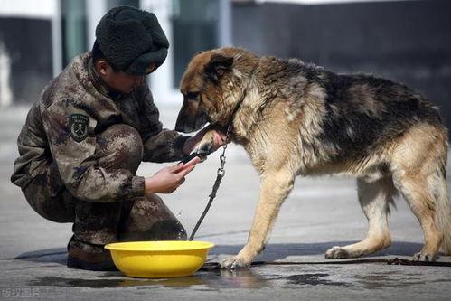 国产女军人与军犬视频,国产女军人与军犬的英勇瞬间-第1张图片-无码人妻蜜肉动漫中文字幕 国产女军人与军犬视频,国产女军人与军犬的英勇瞬间-第1张图片-无码人妻蜜肉动漫中文字幕
