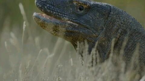 蜥蜴相关视频动画片国产,探寻神秘生物的奇幻之旅-第2张图片-无码人妻蜜肉动漫中文字幕