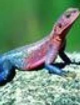 蜥蜴相关视频动画片国产,探寻神秘生物的奇幻之旅-第3张图片-无码人妻蜜肉动漫中文字幕