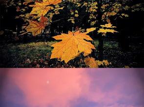 国产电影唯美风景视频大全,国产电影中的视觉盛宴-第2张图片-无码人妻蜜肉动漫中文字幕