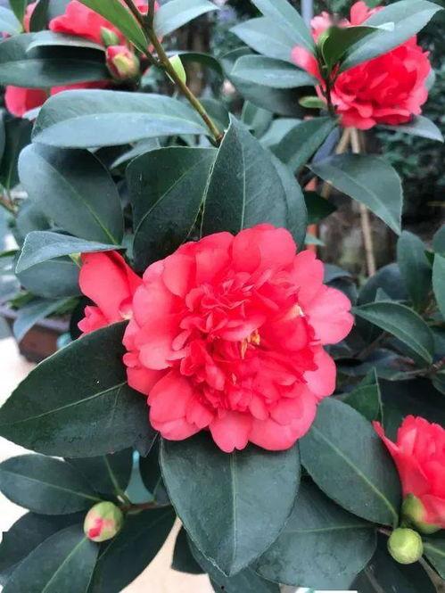 国产杂交茶花视频播放,视频播放见证美丽瞬间-第1张图片-无码人妻蜜肉动漫中文字幕 国产杂交茶花视频播放,视频播放见证美丽瞬间-第1张图片-无码人妻蜜肉动漫中文字幕