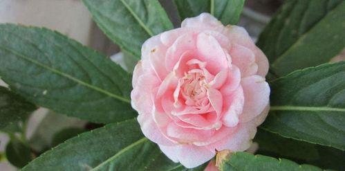 国产杂交茶花视频播放,视频播放见证美丽瞬间-第3张图片-无码人妻蜜肉动漫中文字幕 国产杂交茶花视频播放,视频播放见证美丽瞬间-第3张图片-无码人妻蜜肉动漫中文字幕
